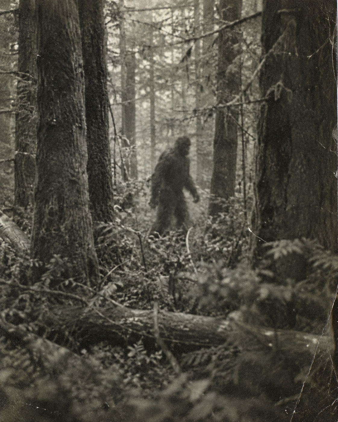 Grainy archival photograph of a Bigfoot-like figure walking through a forest
