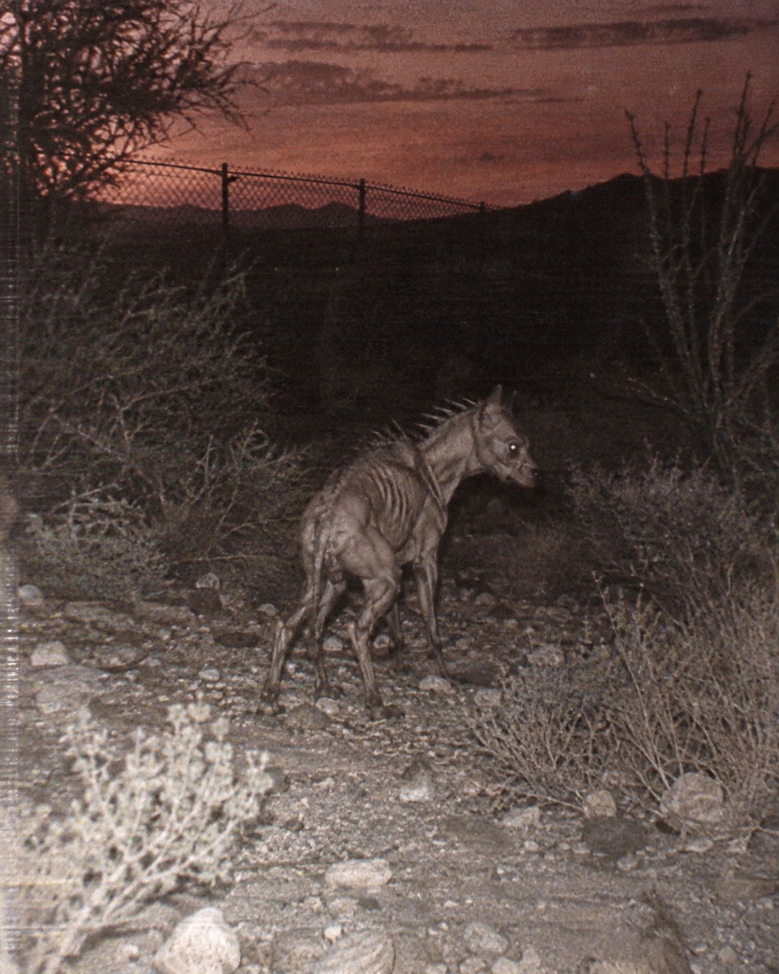 Grainy trail-camera photograph of a Chupacabra-like animal in a desert wash